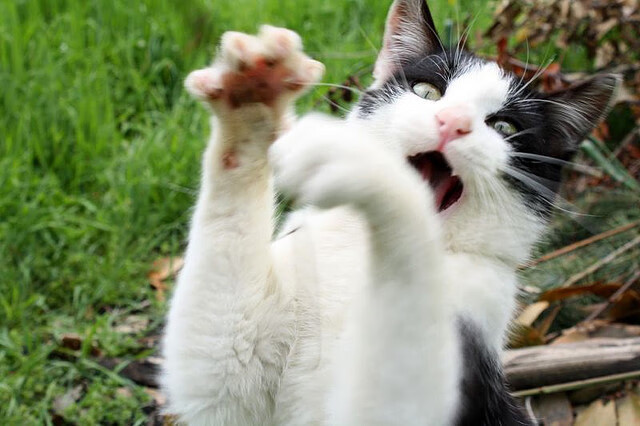 _湖人阵容齐整,誓冲季后赛高峰_,湖人2022阵容