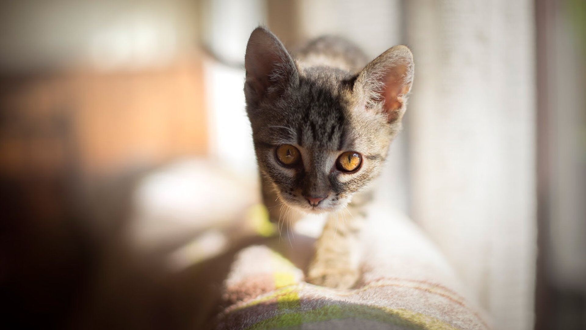 中国足球行业年度评优活动蓄势待发，中国足球评价