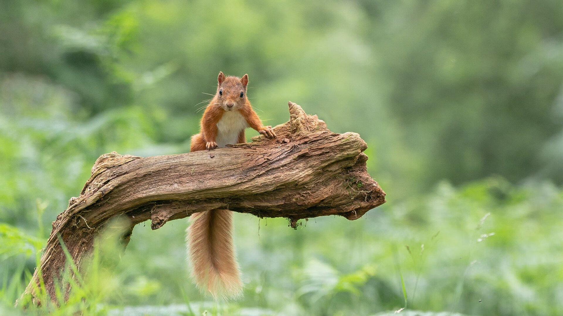 “法甲临战时刻,争夺冠军激烈升级”,2021法甲揭幕战