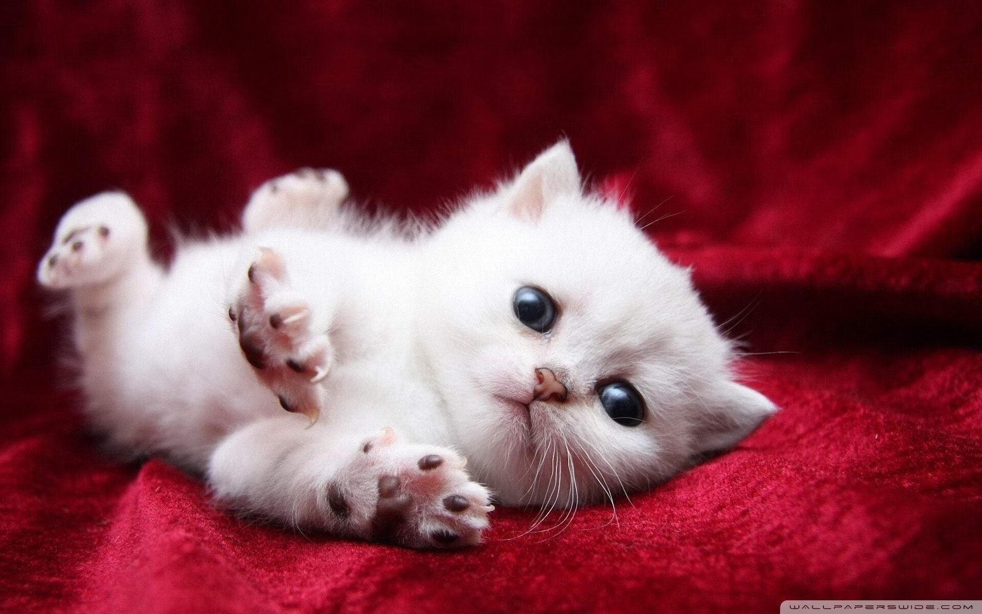 传奇巨星的“第二春”，从退役到公益再到新角色，传奇巨星小说下载