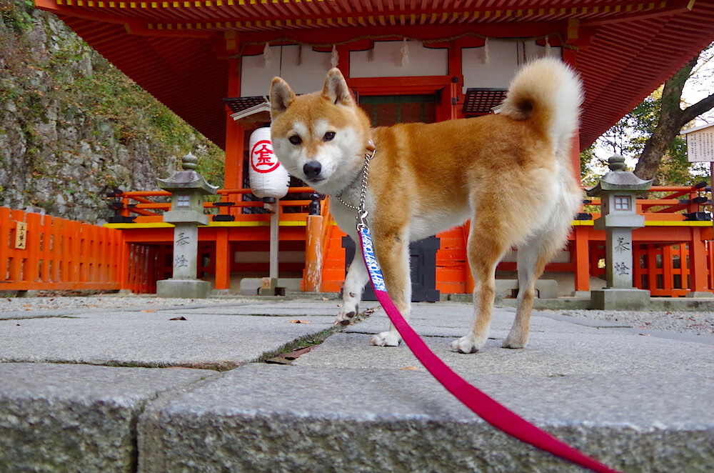 传奇巨星的“第二春”，从退役到公益再到新角色，传奇巨星小说下载